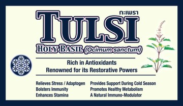 Tulsi - Holy Basil